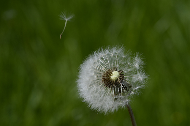 Allergien bei Babys Allergien bei Babys